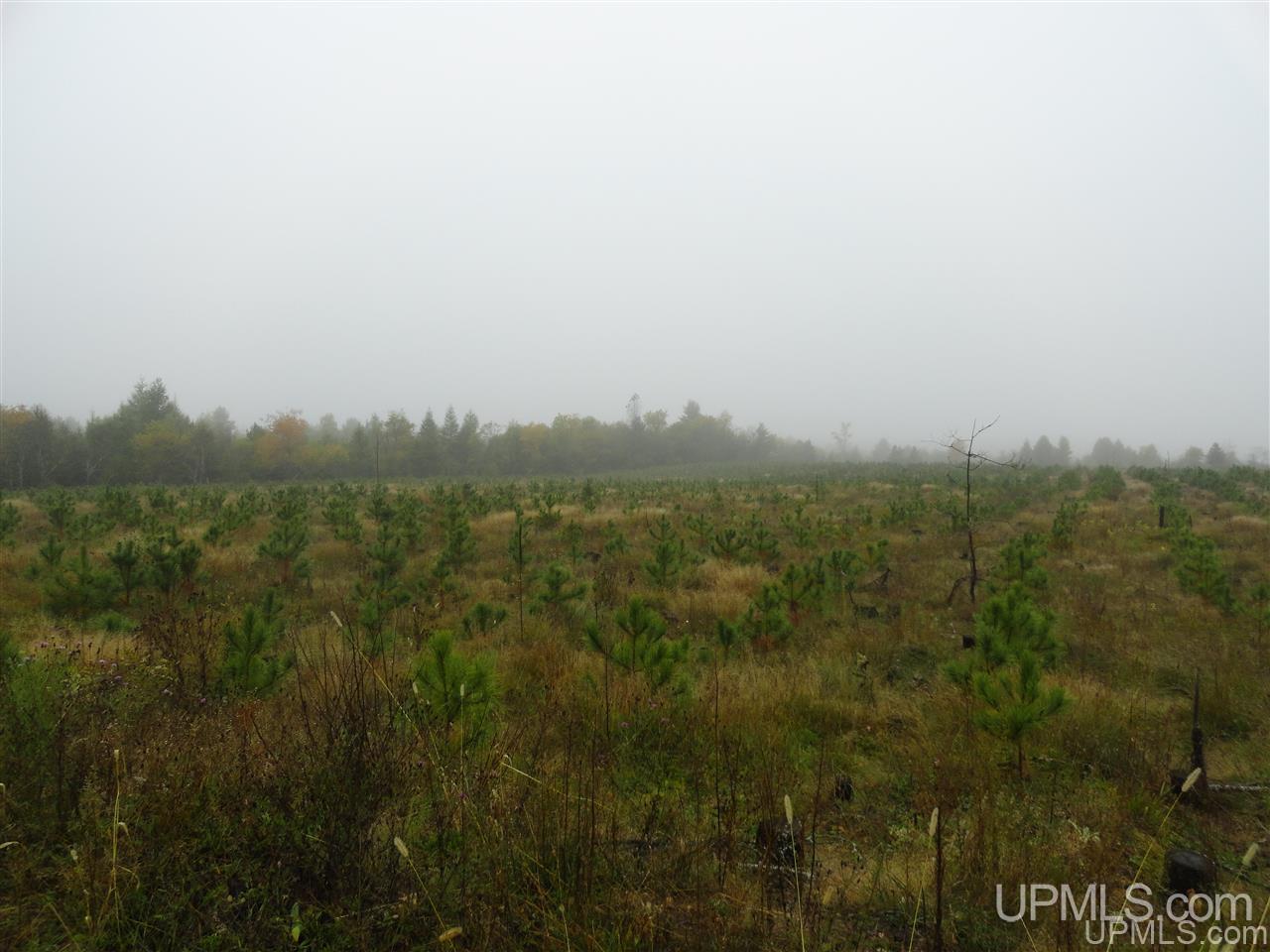 40-acres Davidson Road Manistique, MI 49854 - Photo 19 of 30 Gallery Image 19