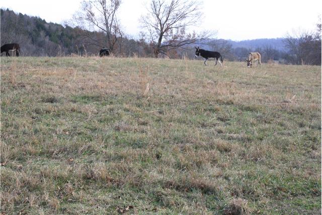 3350 Creecy Hollow Road Pulaski, TN 38478 - Photo 6 of 18 pasture