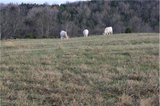 3350 Creecy Hollow Road Pulaski, TN 38478 - Photo 7 of 18 pasture and woods