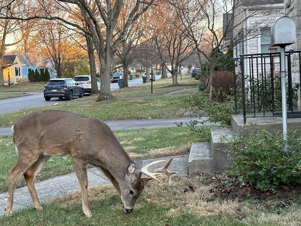 309 East Beaumont Road Columbus, OH 43214 - Photo 4 of 46 Visiting Deer