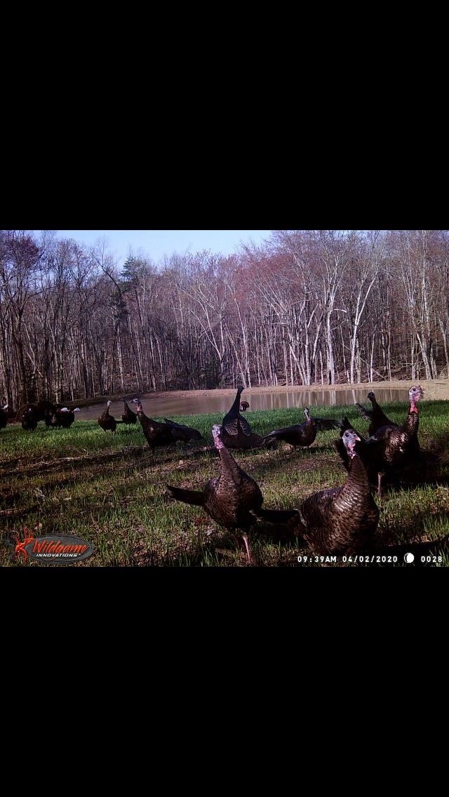1 Pea Ridge Road Wallingford, KY 41093 - Photo 15 of 15 Photo 15