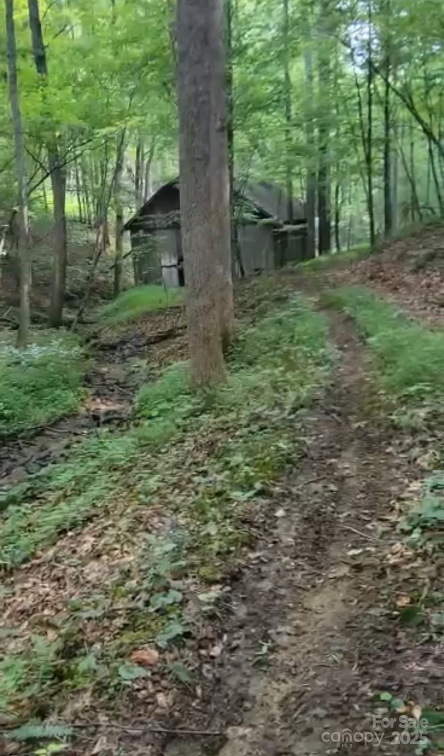 a view of a trees in a yard