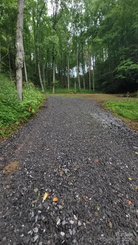 a view of a tree in a yard