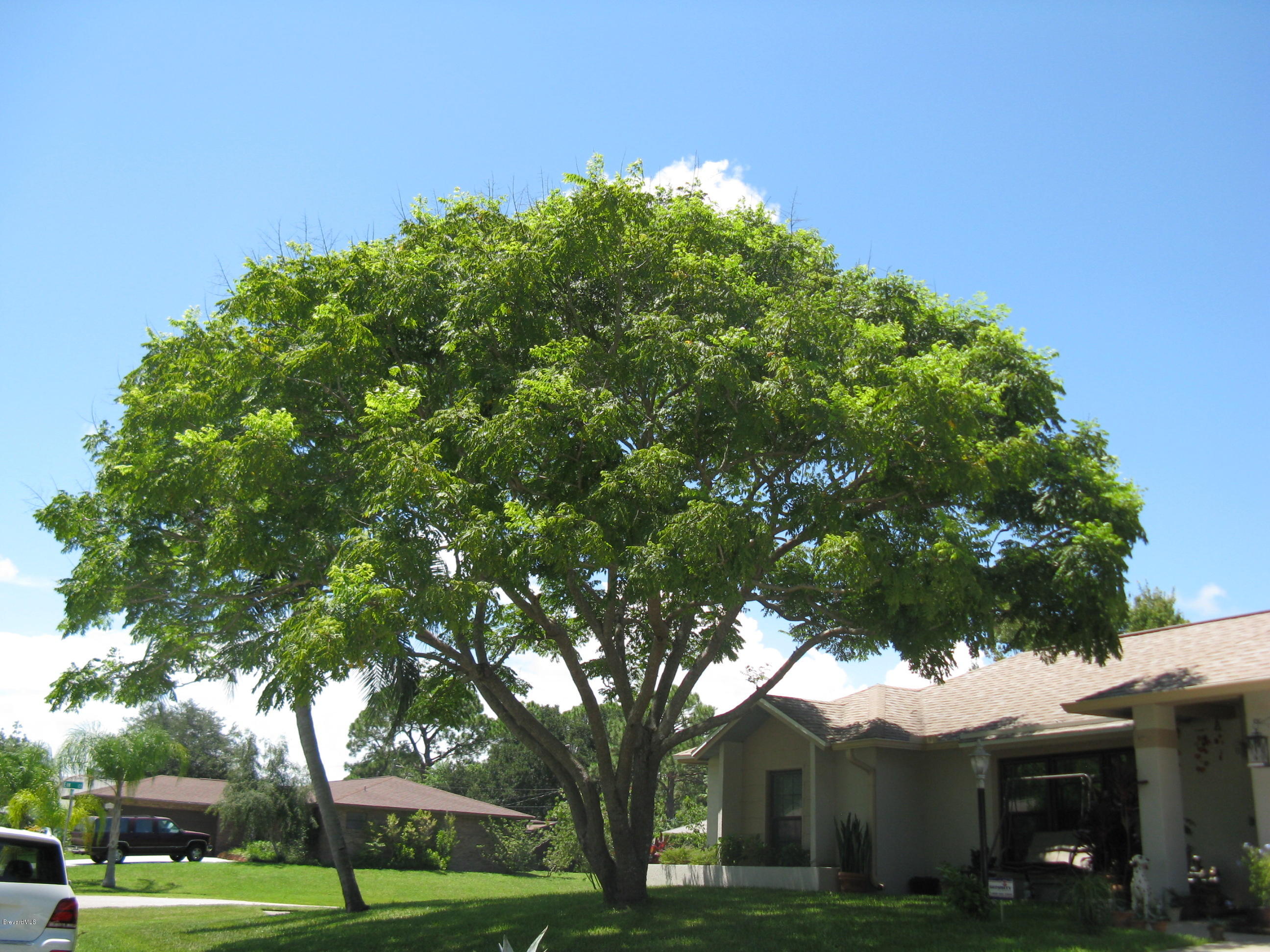 239 Rheine Road Northwest Palm Bay, FL 32907 - Photo 15 of 16 Front Yard