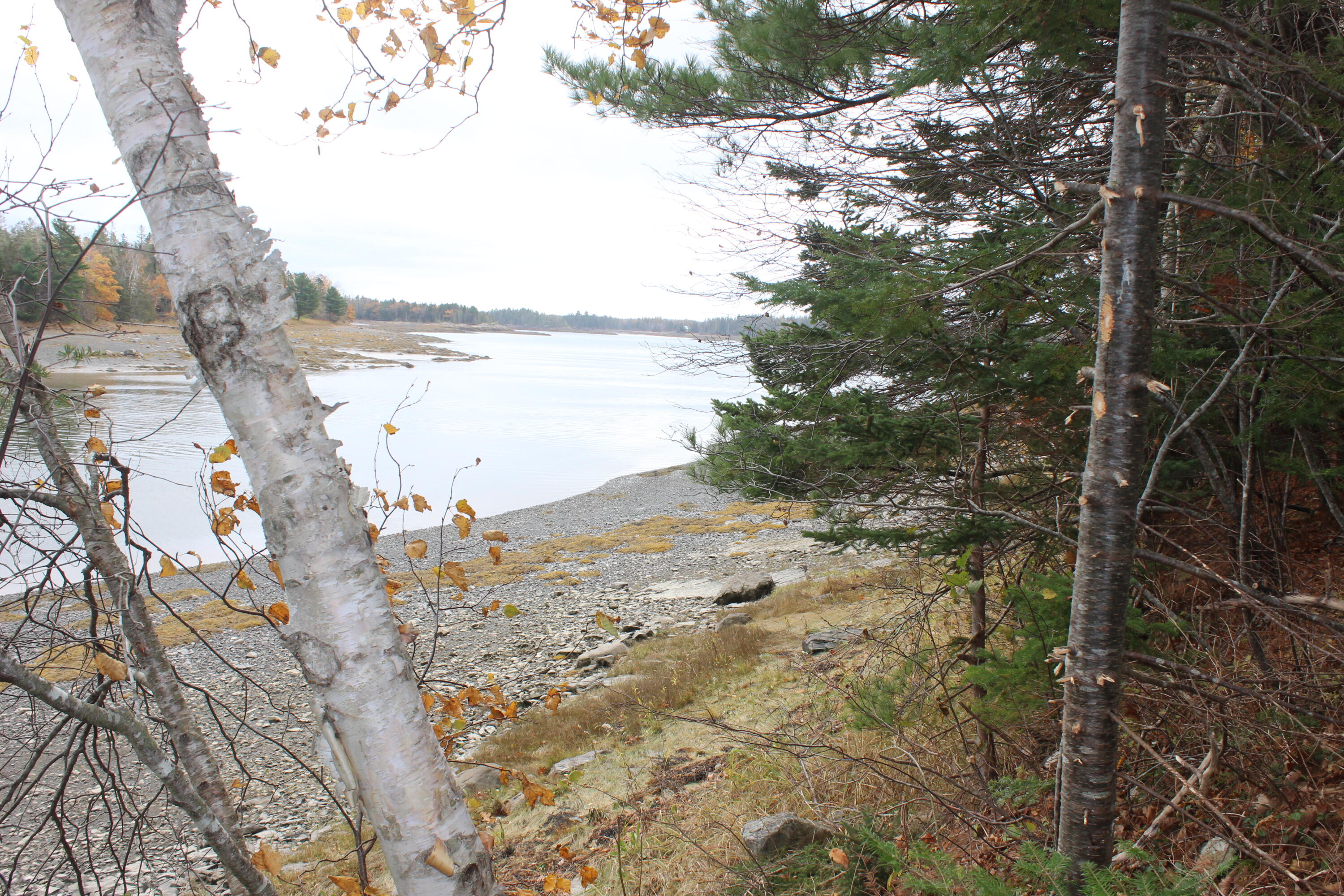 Lot #5 Hardy Point Road Pembroke, ME 04666 - Photo 2 of 19 IMG_3293