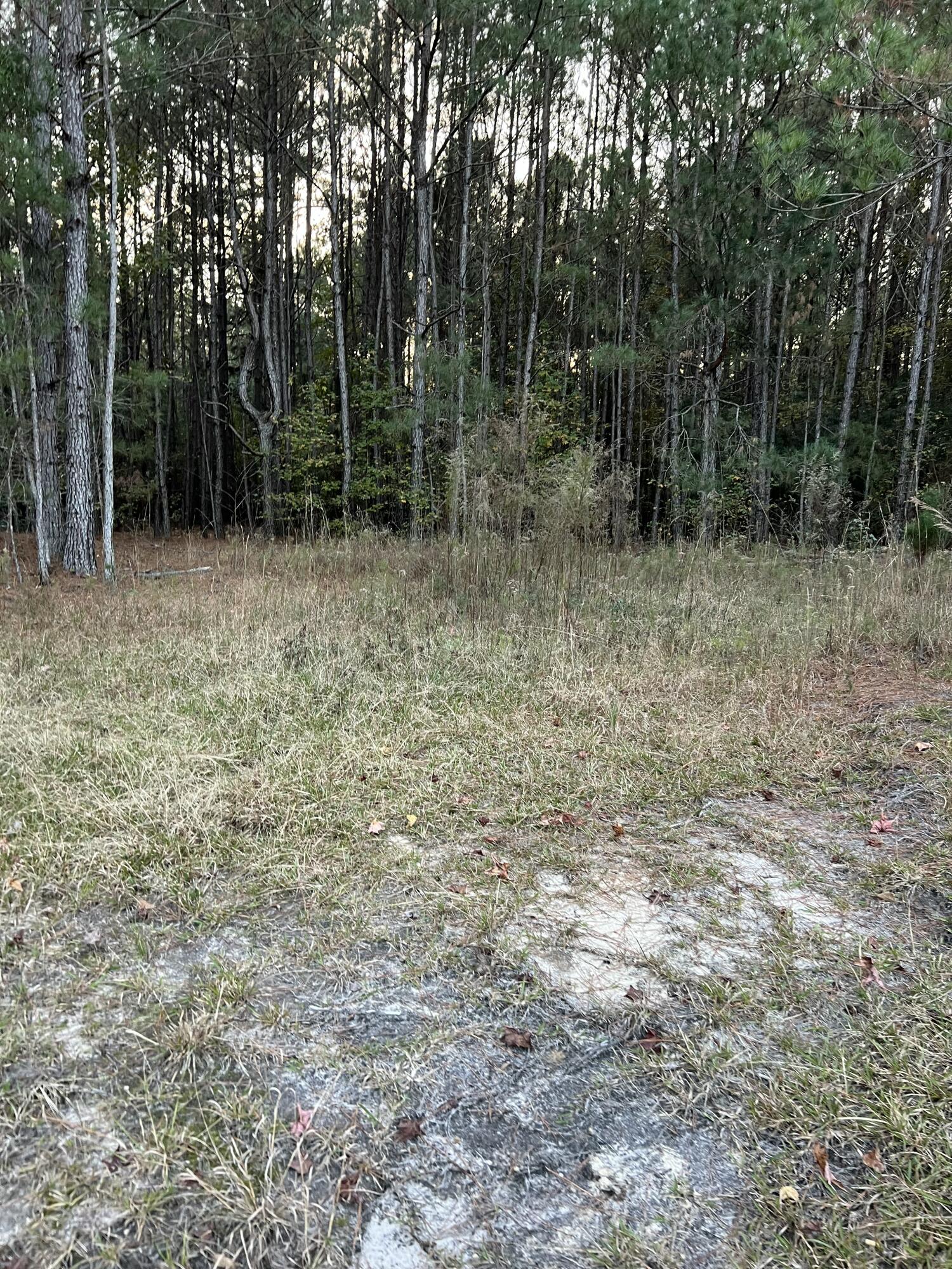 0 Smoak Road Walterboro, SC 29488 - Photo 4 of 12 IMG_4097