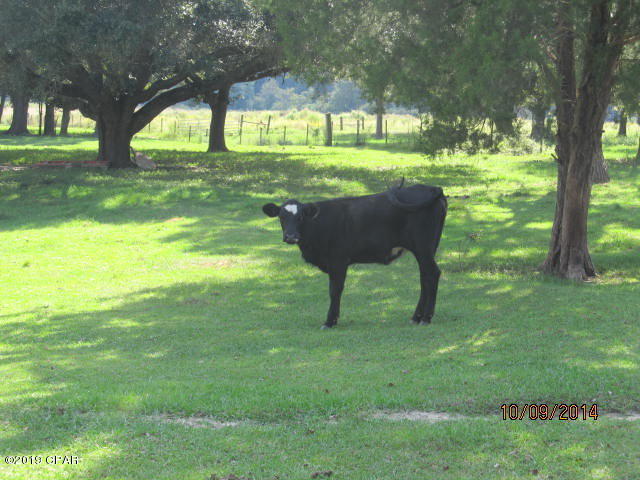4564 Smokey Road Graceville, FL 32440 - Photo 34 of 40
