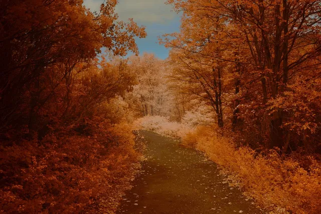 a view of a park with large trees