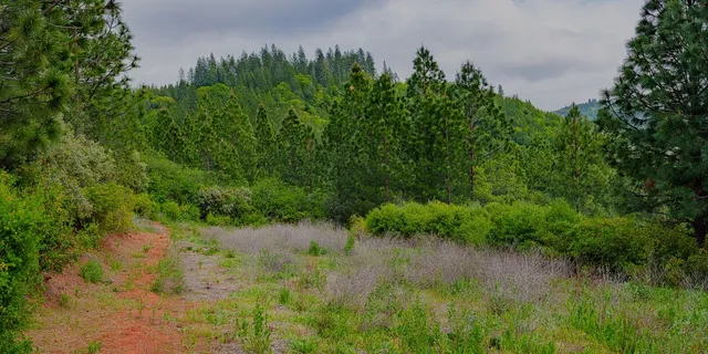 a view of a yard with plants