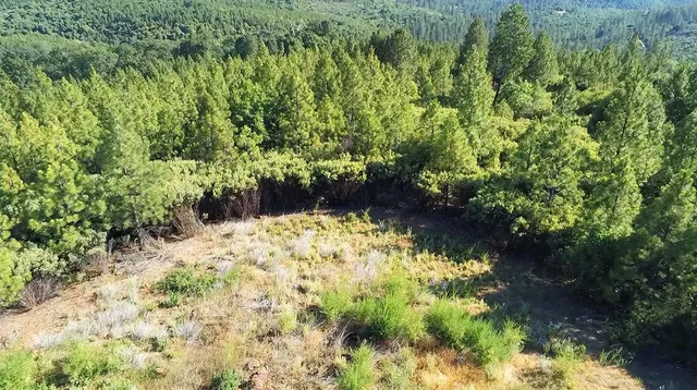 a view of a yard with a plants and trees