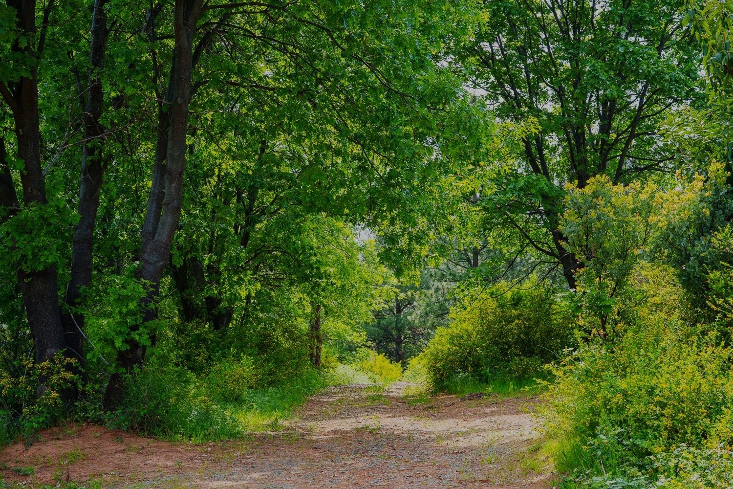 16397 Indiana Ranch Road Dobbins, CA 95935 - Photo 19 of 76