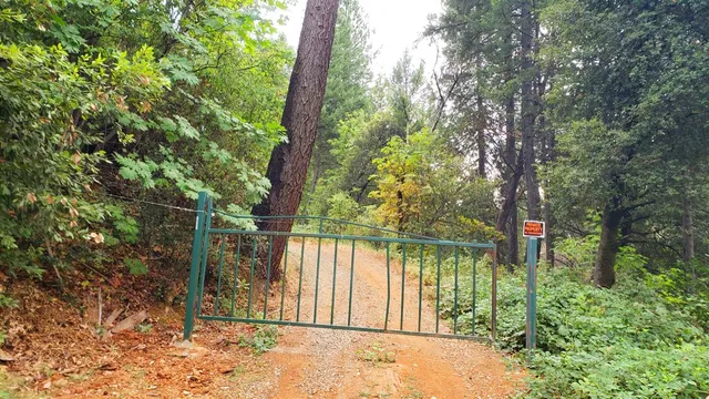 a view of a yard with plants and large trees
