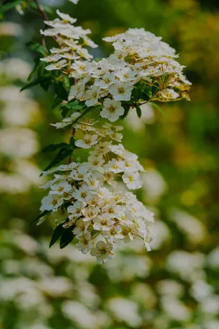 a view of a town with mountains in the background