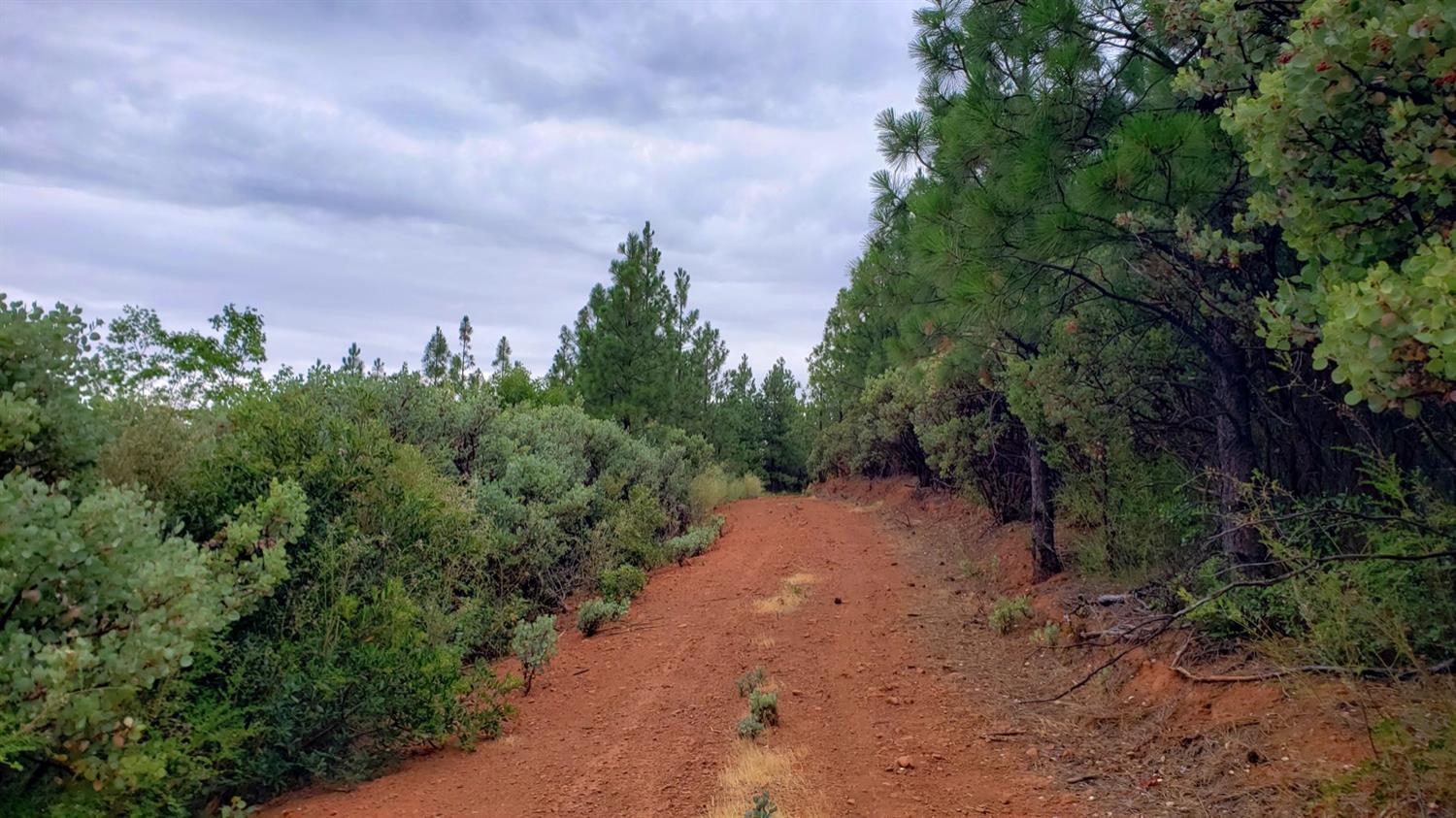 16397 Indiana Ranch Road Dobbins, CA 95935 - Photo 23 of 76 a view of a road with trees in the background