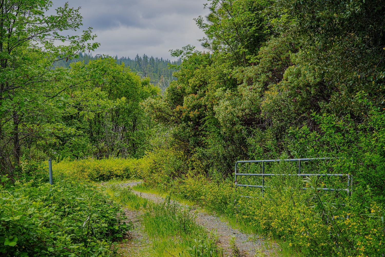 16397 Indiana Ranch Road Dobbins, CA 95935 - Photo 24 of 76 a backyard of a house with lots of green space