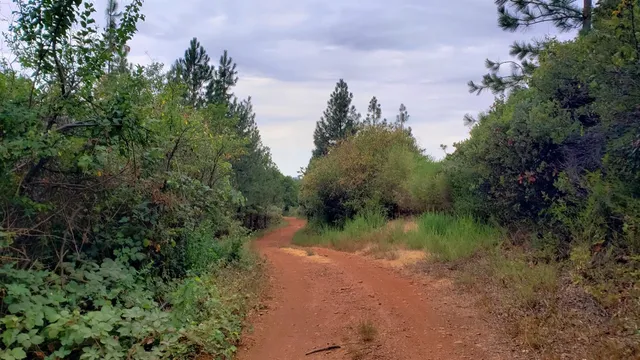 a view of a lush green forest