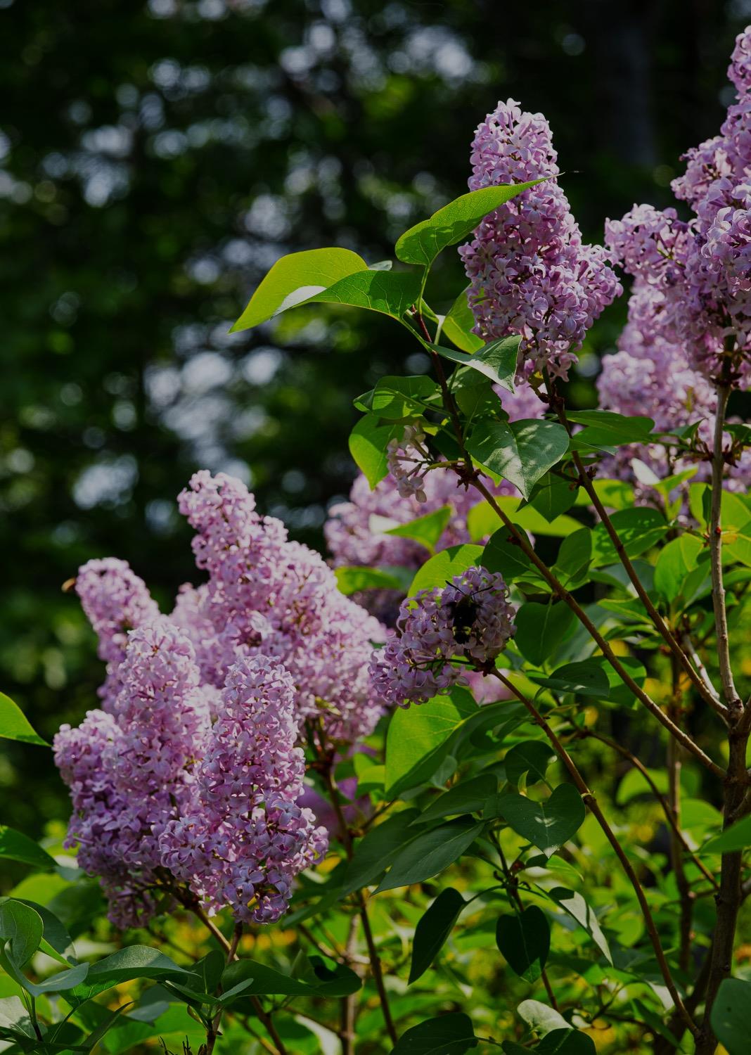 16397 Indiana Ranch Road Dobbins, CA 95935 - Photo 26 of 76
