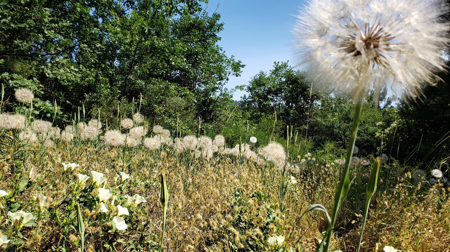 16397 Indiana Ranch Road Dobbins, CA 95935 - Photo 28 of 76 a view of a garden
