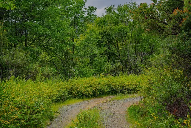 a view of a lush green forest