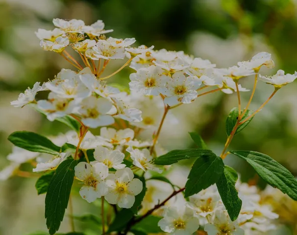 a view of a road with plants and a trees