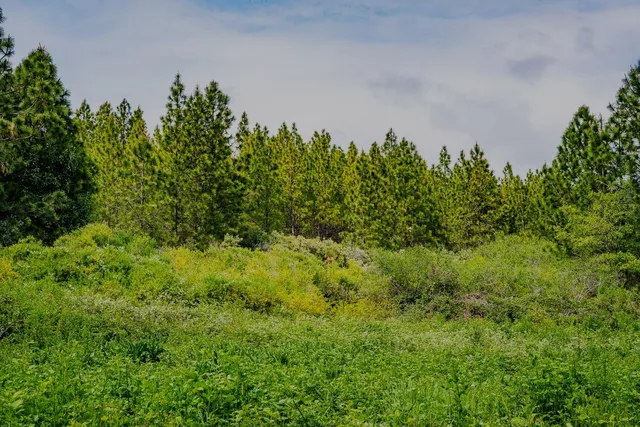 a view of a pathway both side of yard