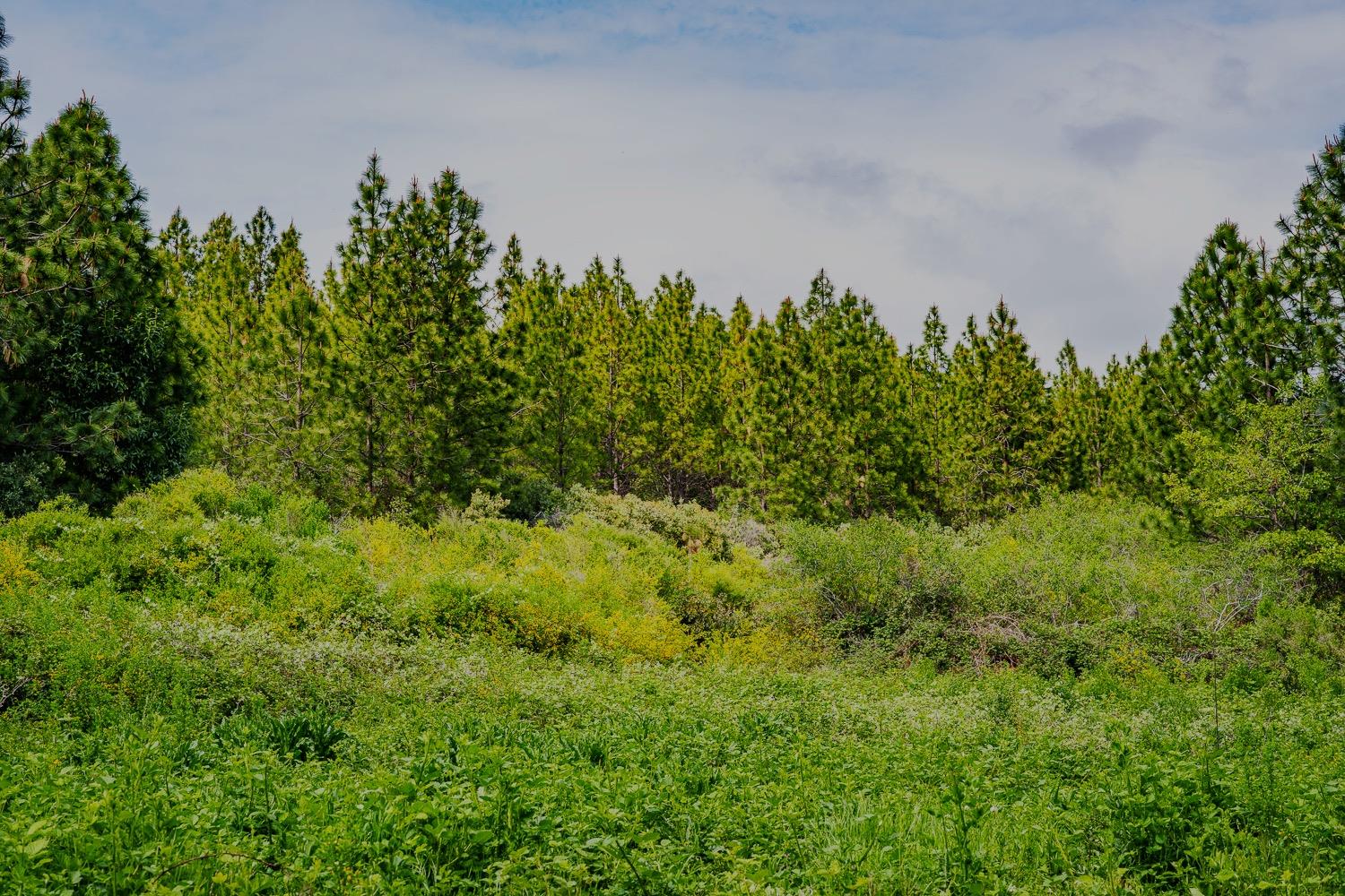 16397 Indiana Ranch Road Dobbins, CA 95935 - Photo 32 of 76 a backyard of a house with lots of green space and trees all around