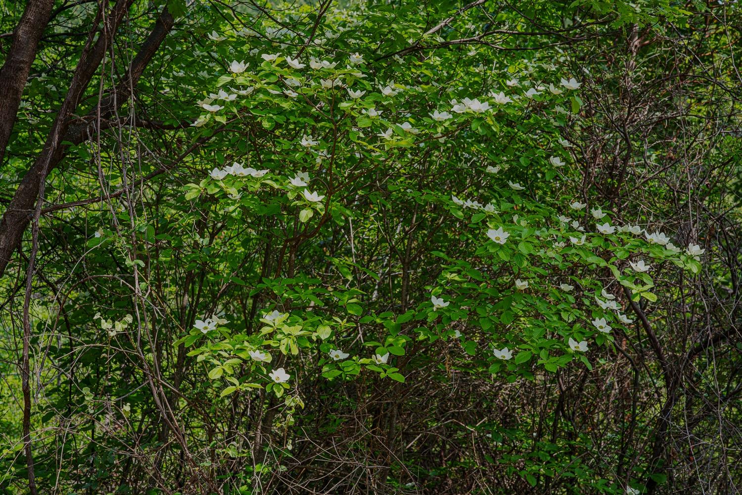 16397 Indiana Ranch Road Dobbins, CA 95935 - Photo 34 of 76 a view of a lush green forest