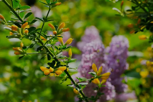 an aerial view of a house with a yard and lake view
