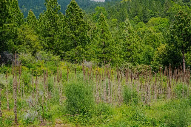a view of a big yard with plants and large trees