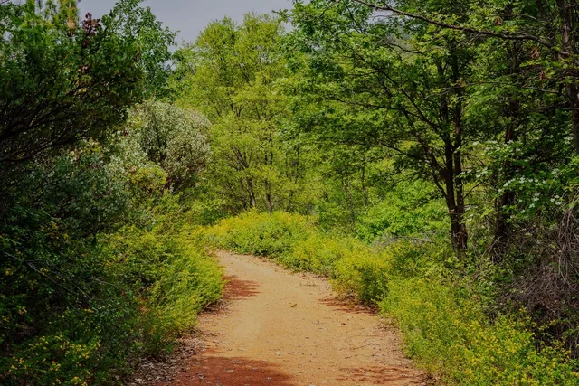 a view of a yard with a table and a chair