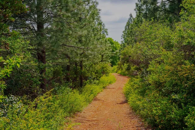 a view of a lush green forest with a houses