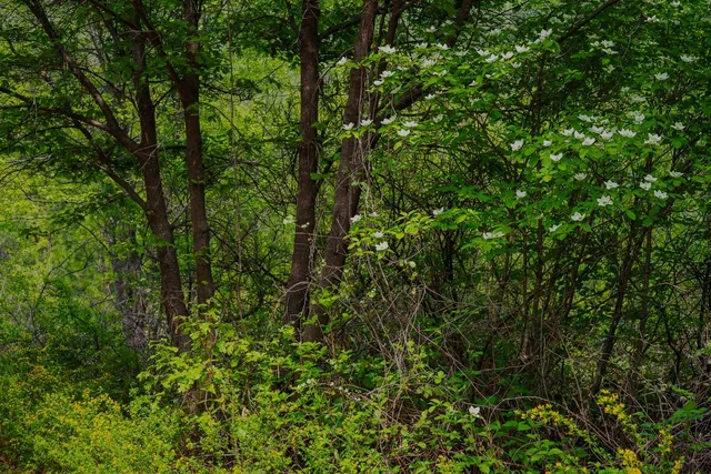 a view of a yard with plants and a bench