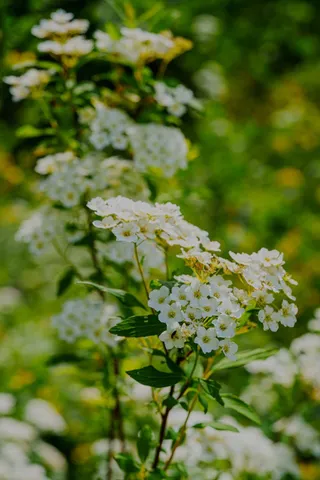 an aerial view of a residential houses with outdoor space and trees