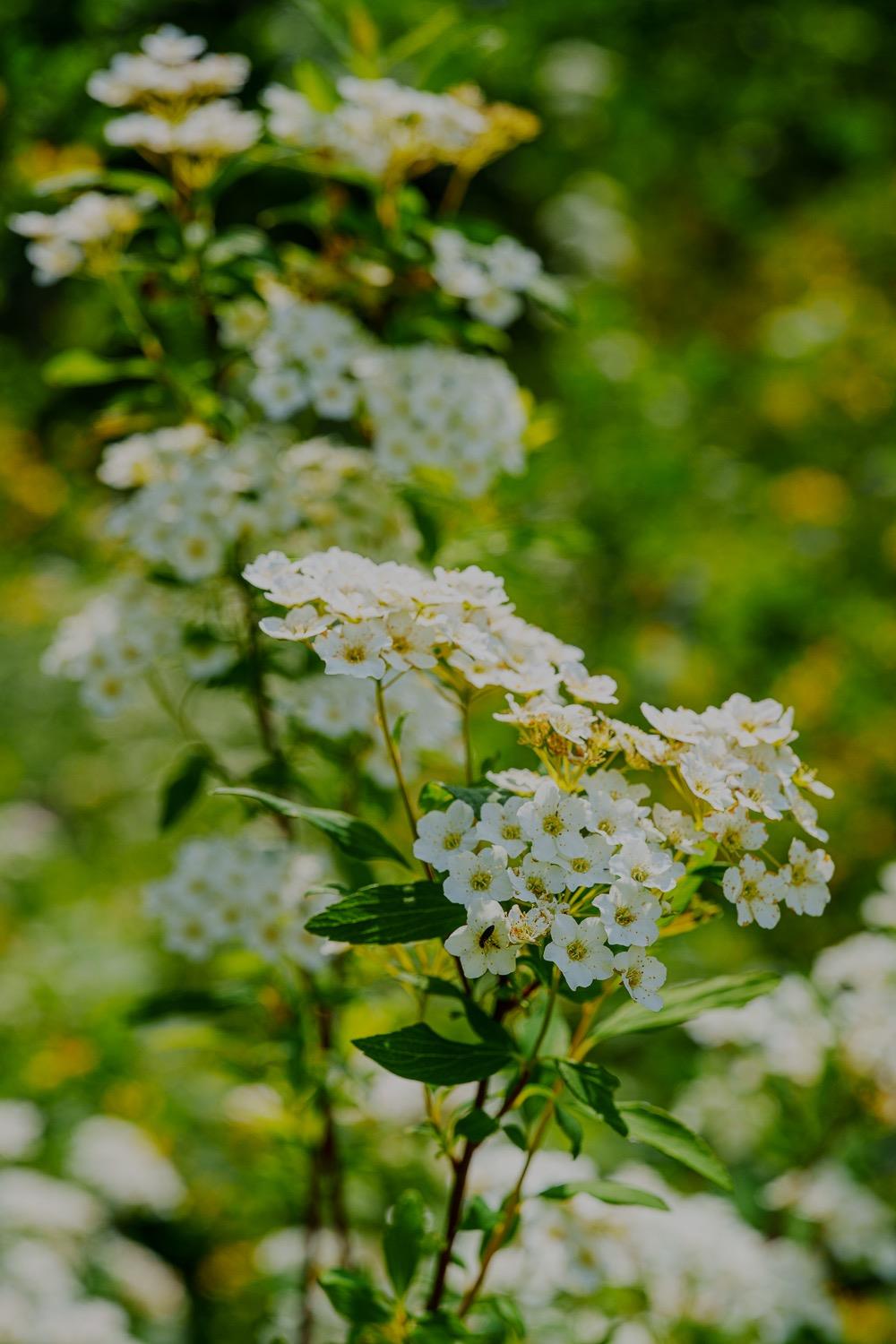 16397 Indiana Ranch Road Dobbins, CA 95935 - Photo 44 of 76