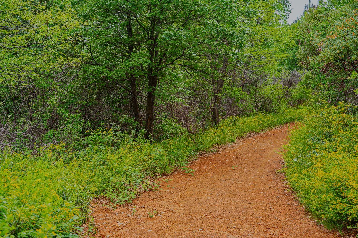 16397 Indiana Ranch Road Dobbins, CA 95935 - Photo 45 of 76 a view of a road with plants and a trees