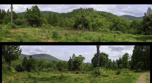 a view of a lush green space