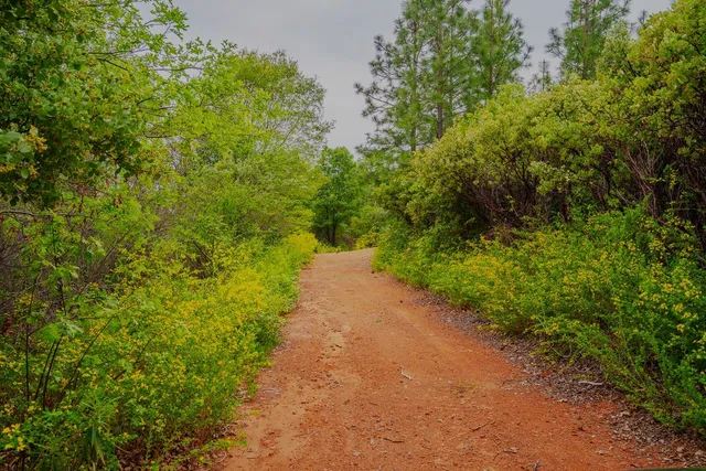 a view of a yard with plants