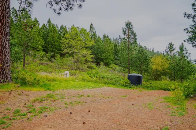 a view of a yard with plants and large trees