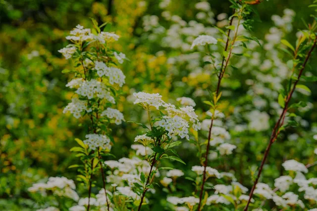 $390,000 | 16397 Indiana Ranch Road, Dobbins, CA 95935