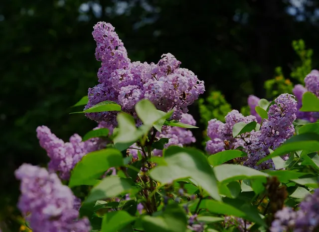 $390,000 | 16397 Indiana Ranch Road, Dobbins, CA 95935