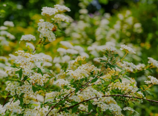 a view of a yard with plants and large trees