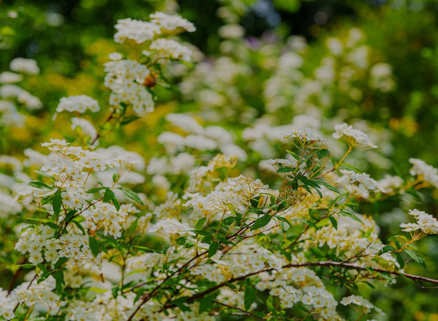 16397 Indiana Ranch Road Dobbins, CA 95935 - Photo 6 of 76 a view of a tree