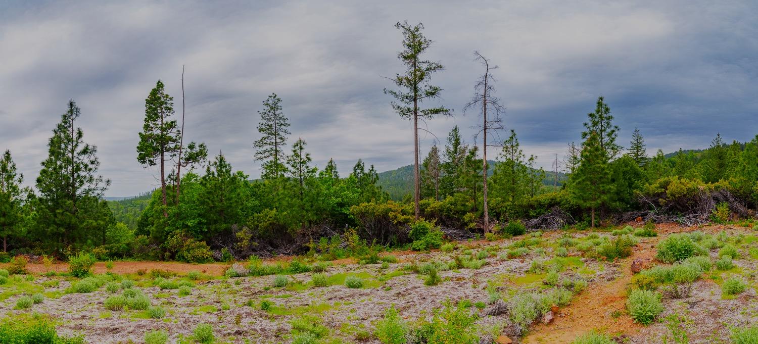 16397 Indiana Ranch Road Dobbins, CA 95935 - Photo 61 of 76 a view of a garden with a pathway