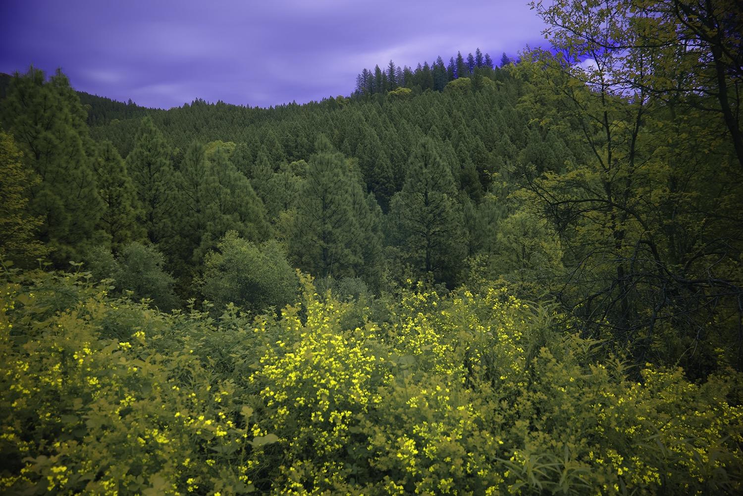 16397 Indiana Ranch Road Dobbins, CA 95935 - Photo 66 of 76 a view of a lush green forest with a houses