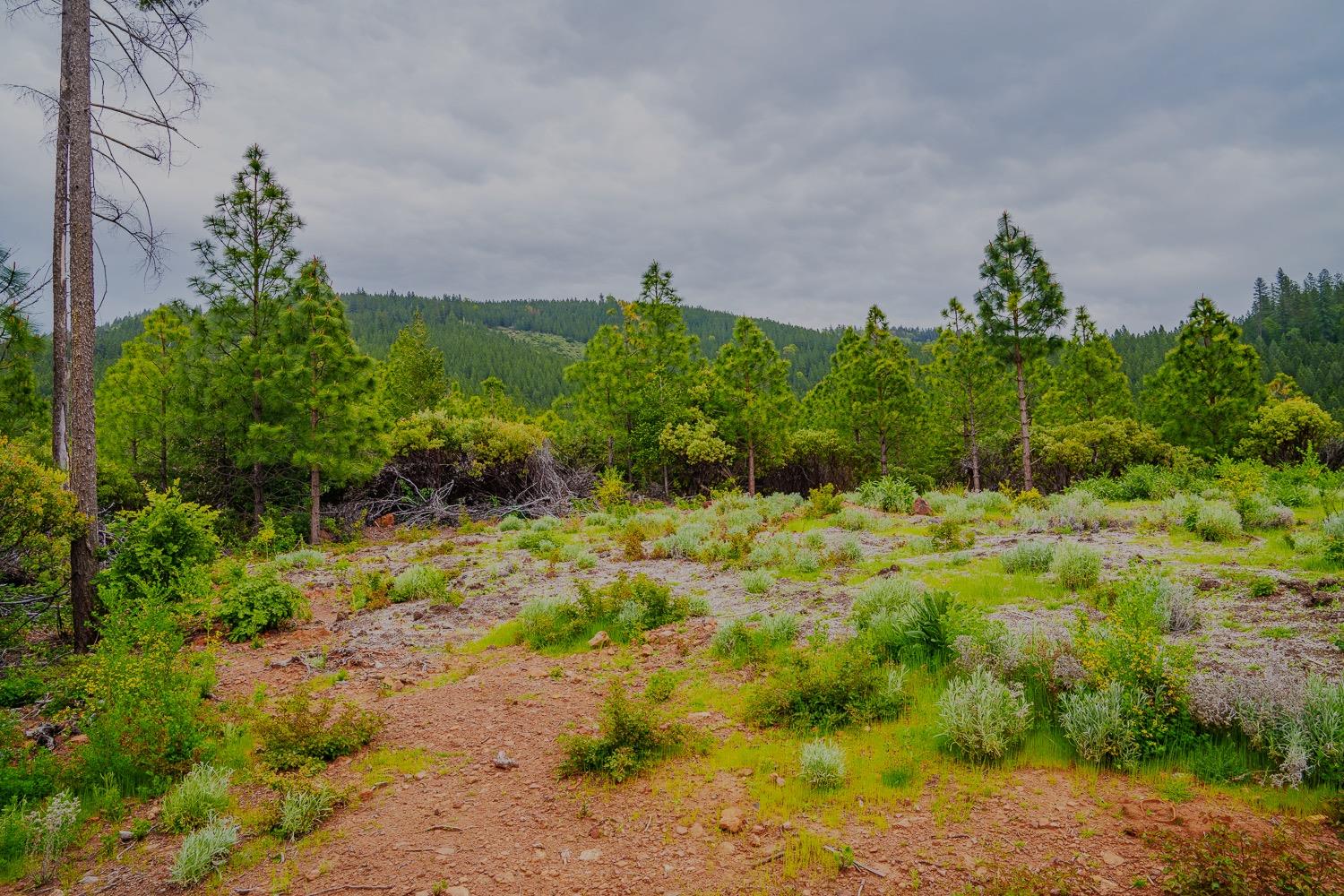 16397 Indiana Ranch Road Dobbins, CA 95935 - Photo 68 of 76 a view of a garden