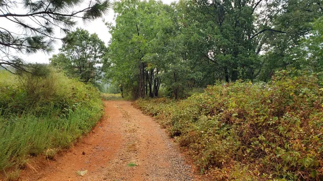 a view of a lush green space