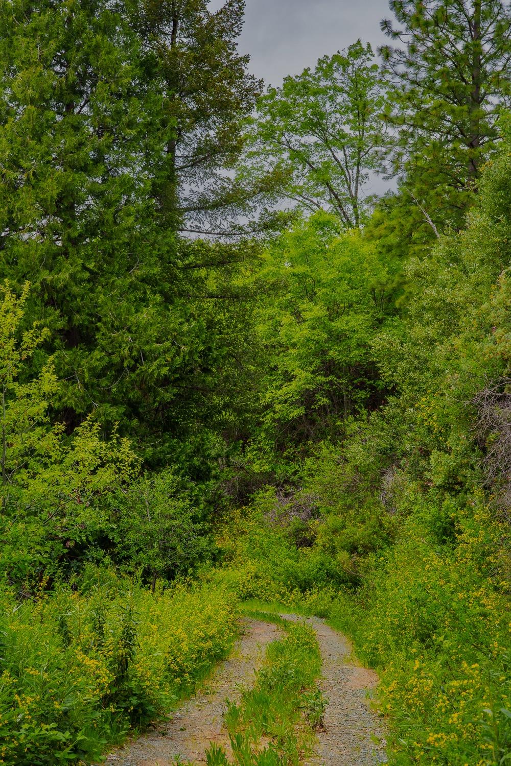 16397 Indiana Ranch Road Dobbins, CA 95935 - Photo 71 of 76 a view of a lush green space
