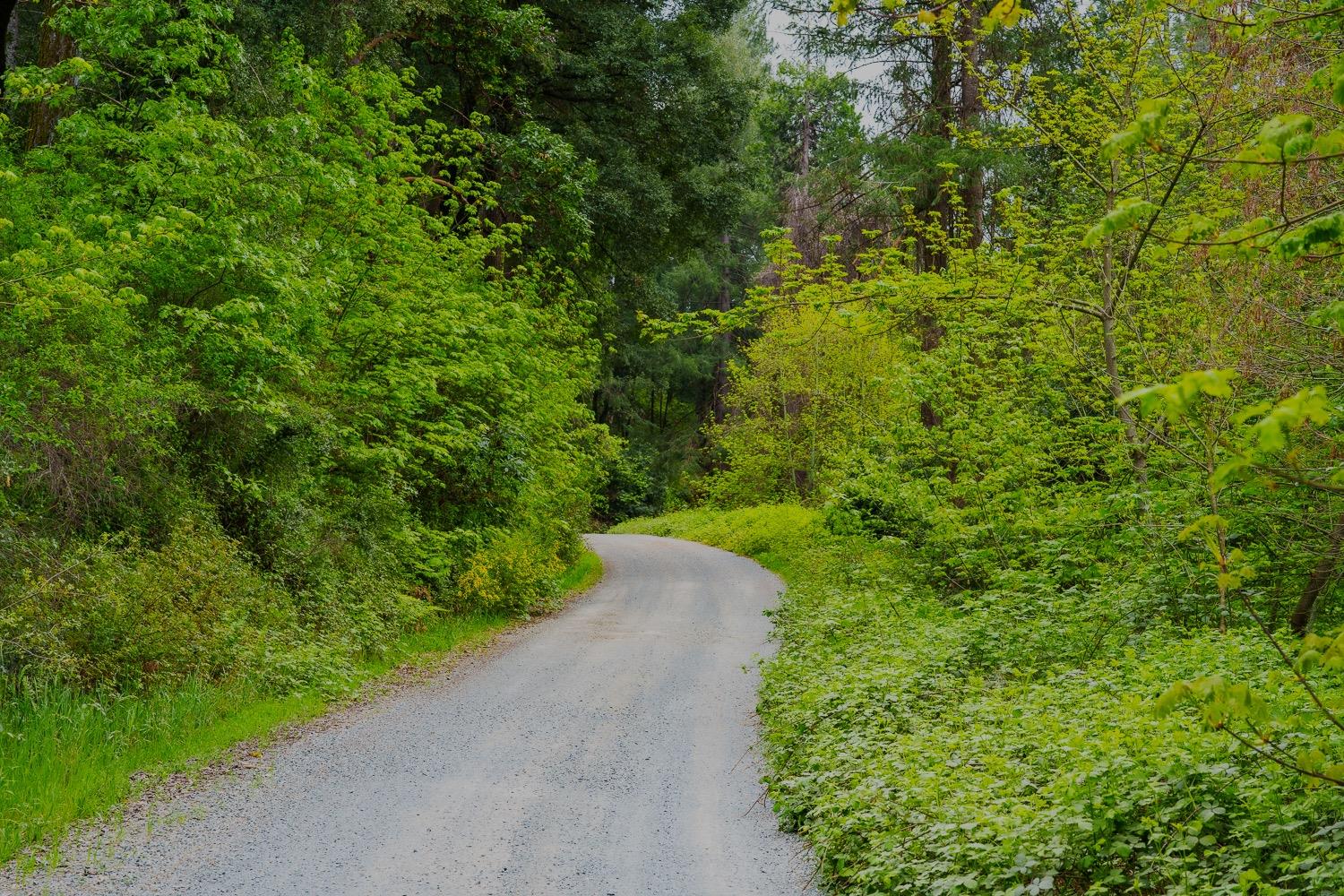 16397 Indiana Ranch Road Dobbins, CA 95935 - Photo 74 of 76 a view of a yard with plants