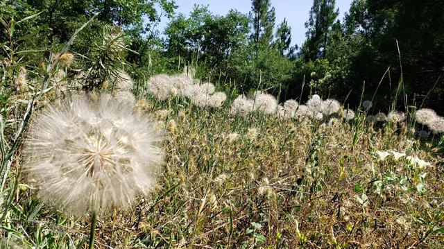 $390,000 | 16397 Indiana Ranch Road, Dobbins, CA 95935