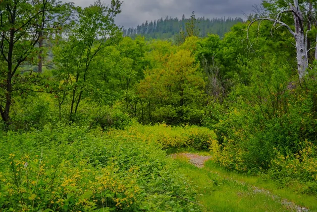 a picture of flowers